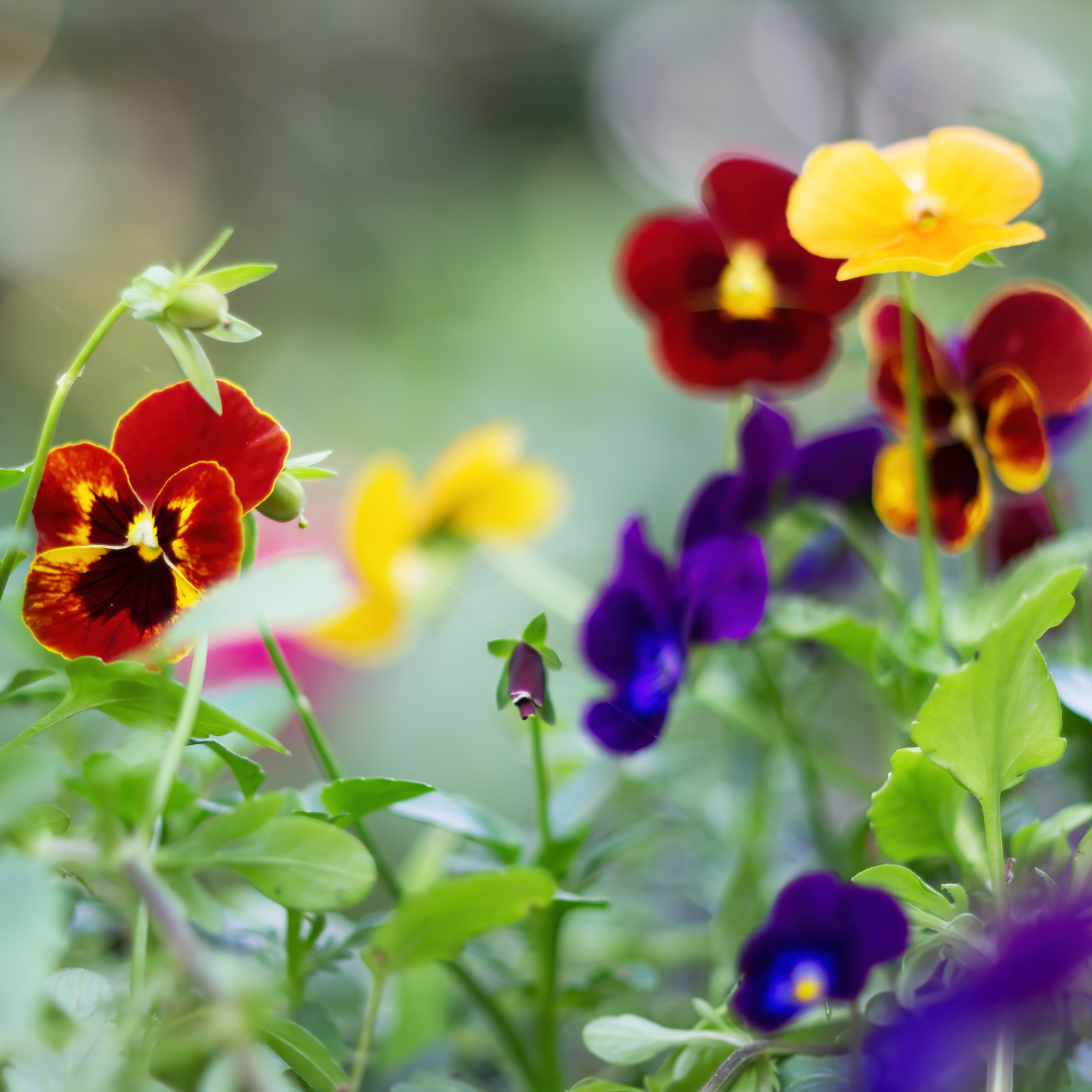 Kit Frasco de Sementes | Amo-te