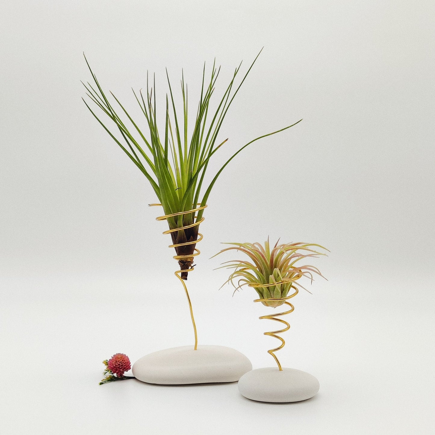 Coffret Planta Aérea Grande