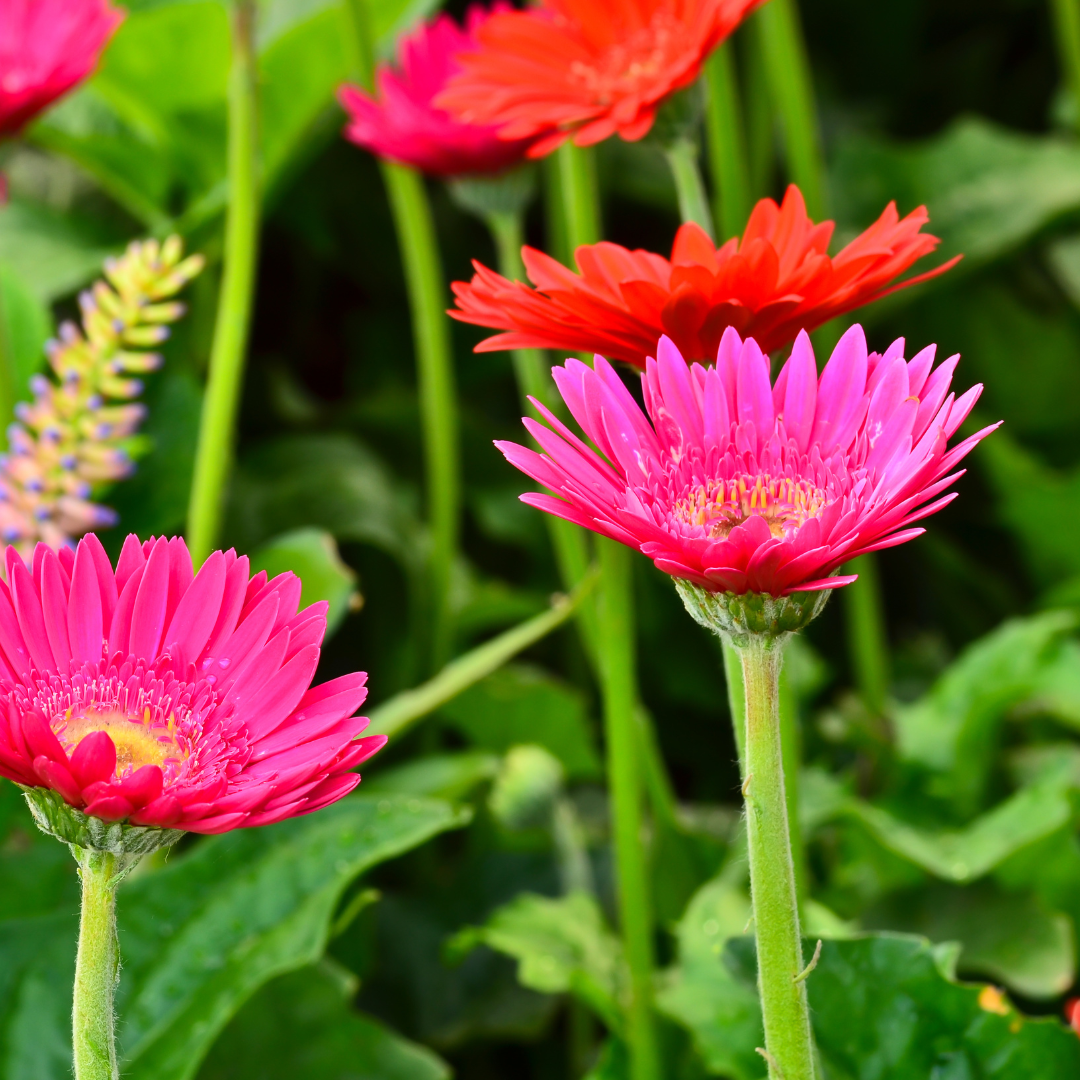 Kit Frasco de Sementes | Sorte