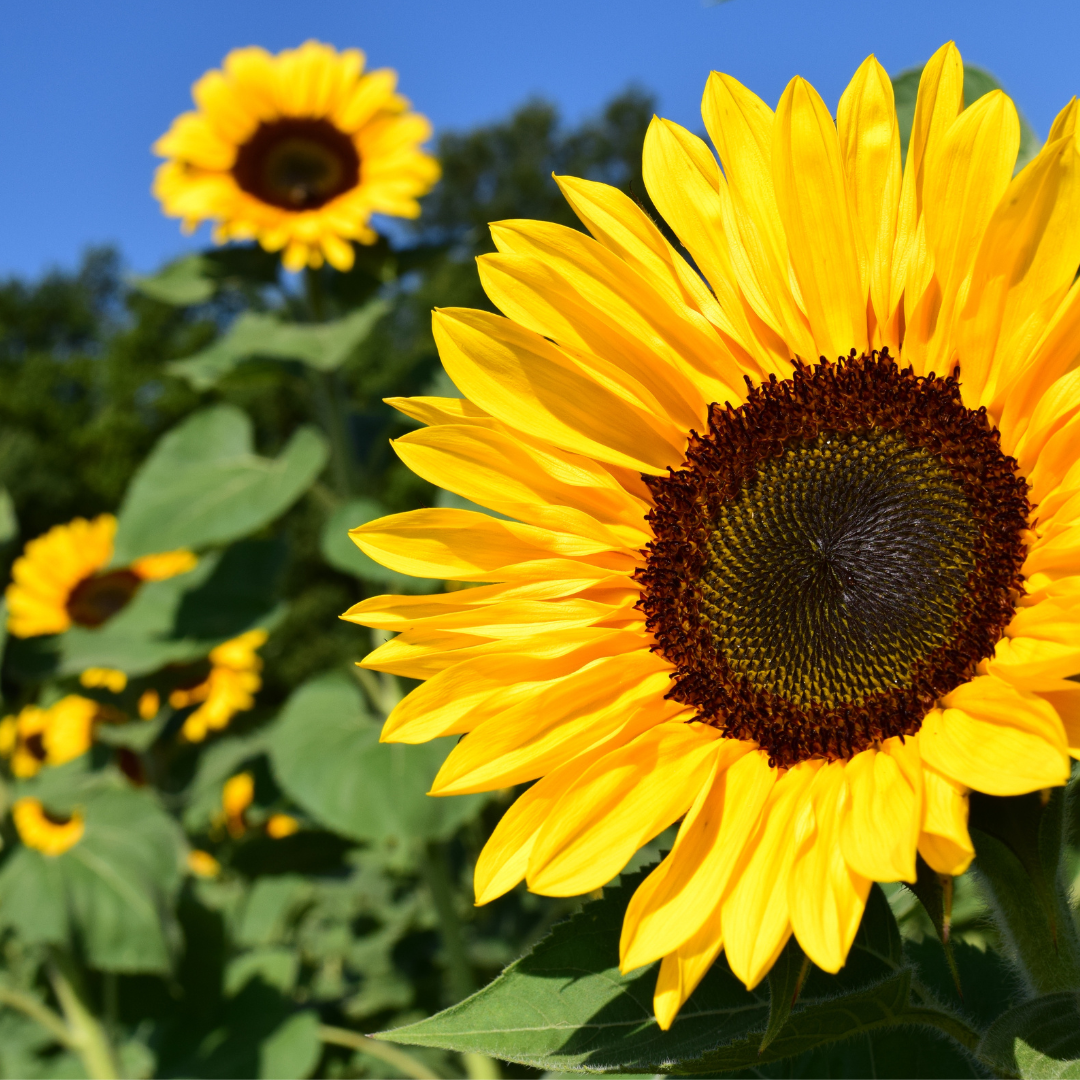 Kit Frasco de Sementes | Felicidades