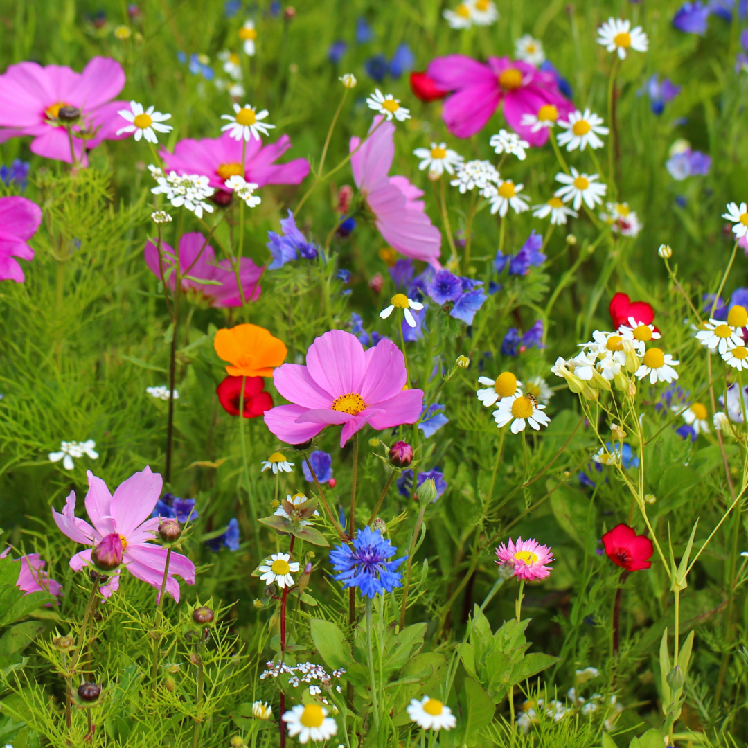 Kit Frasco de Sementes | Parabéns