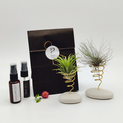 Kit Plantas Aéreas Duo