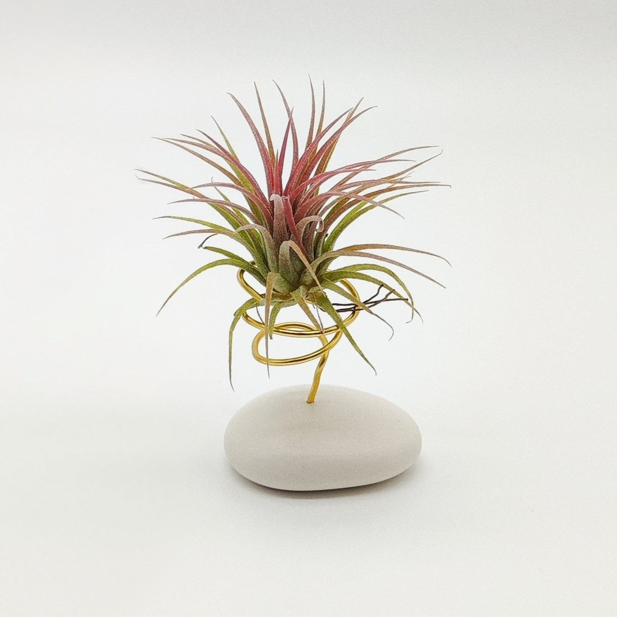 Planta Aérea Pequena
