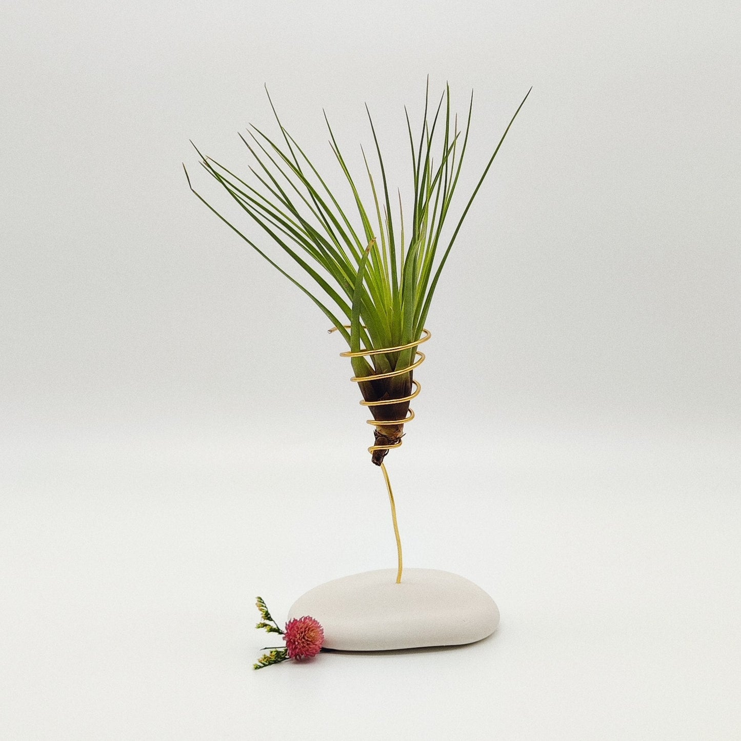 Coffret Planta Aérea Grande