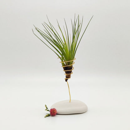 Coffret Planta Aérea Grande