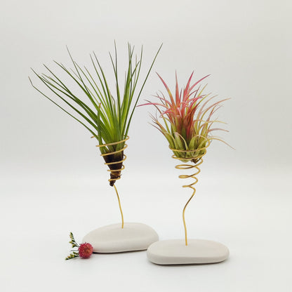 Coffret Planta Aérea Grande