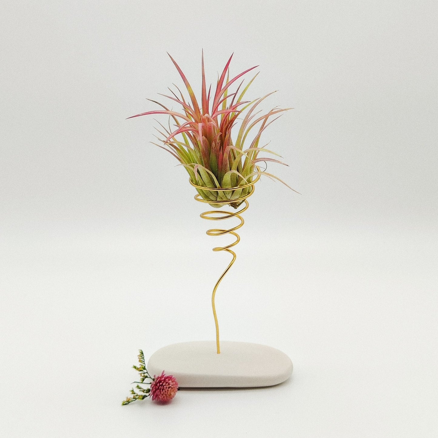 Coffret Planta Aérea Grande