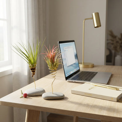 Coffret Planta Aérea Grande